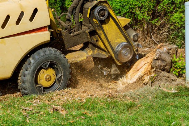 Best Leaf Removal  in North Puyallup, WA